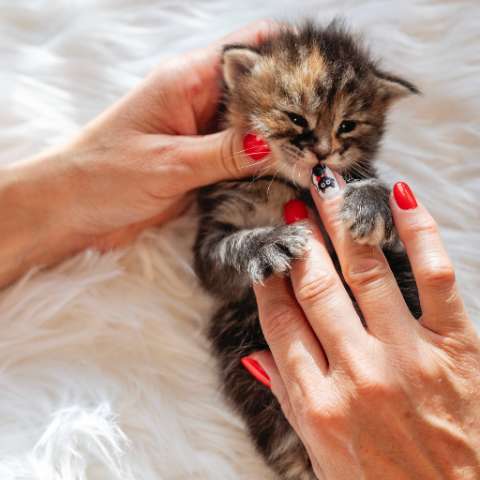 Cats Chewing: Why Do They Do It? - Happy Little Kitty