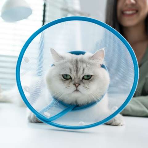 Demystifying Cat Surgery – An Owner’s Guide to Fearless Feline Operations - Happy Little Kitty