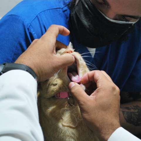 How to Brush Your Cat's Teeth (Yes, Really!)