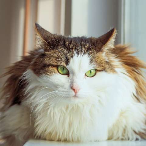 How Big Can a Cat Get? - Happy Little Kitty