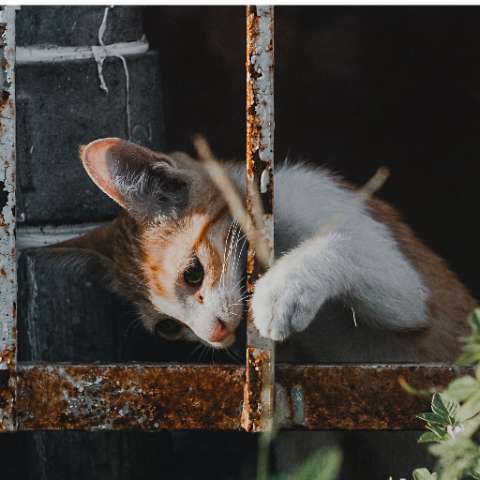 How to Train Your Cat to Stop Biting - Happy Little Kitty