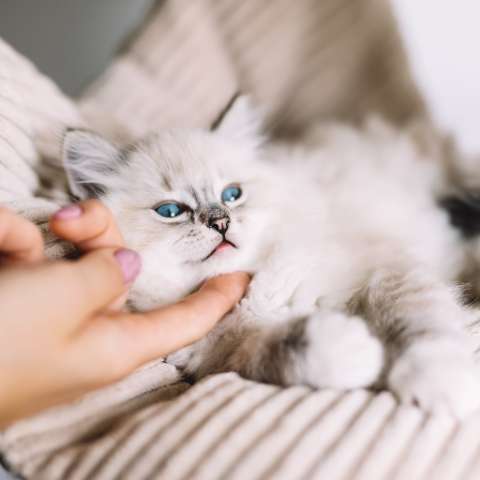 10 Signs That Your Cat Needs More Attention Today