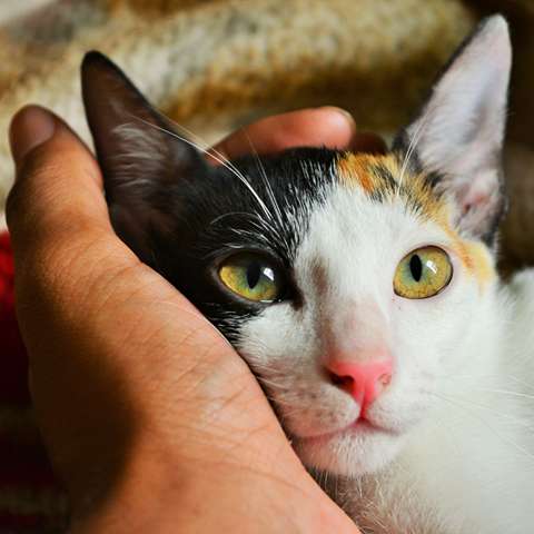 Is Your Cat Purring Out of Happiness? - Happy Little Kitty