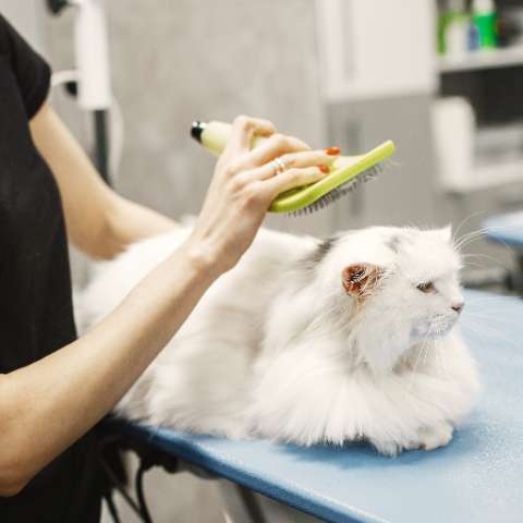 Reducing the Risk of Cat Hairballs - Happy Little Kitty