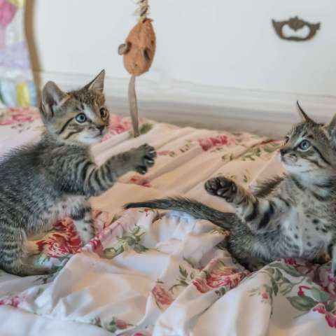The Pros and Cons of Having Multiple Cats at Home – What Every Cat Lover Should Know