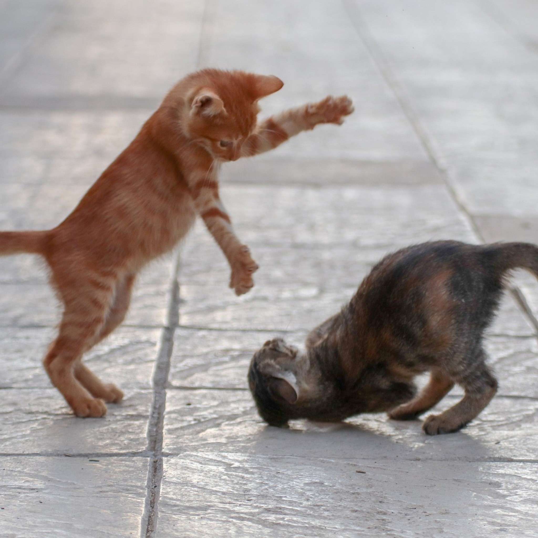 Why Do Cats Smack Each Other? Understanding Feline Behavior β Happy ...
