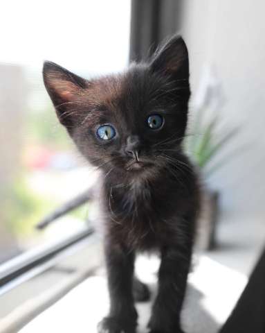 Witchy Whiskers: Enchanting Names for Your Black Cat