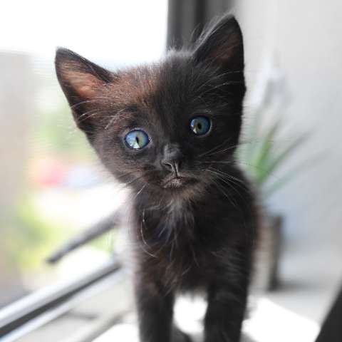 Your Best Friends Deserve the Best – Microchip Them! - Happy Little Kitty