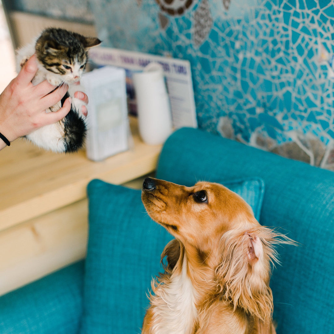 Can Cats and Dogs Be Friends? - Happy Little Kitty