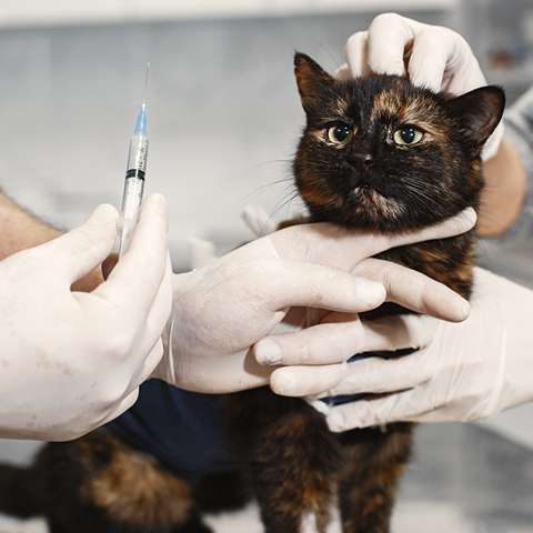 Choosing the Right Vet for Your Furry Friend - Happy Little Kitty
