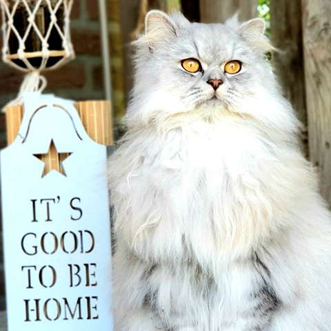 Decorating Your Home with a Feline Theme - Happy Little Kitty
