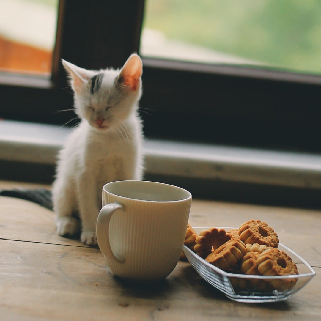 DIY Cat Treats, the Purr-fect Snack for Your Furry Friend - Happy Little Kitty