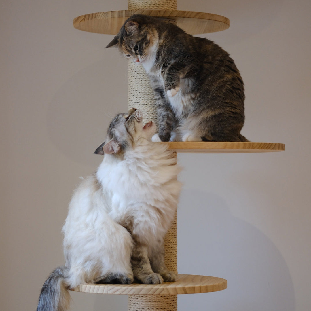 Do Cats Meow at Other Cats? - Happy Little Kitty