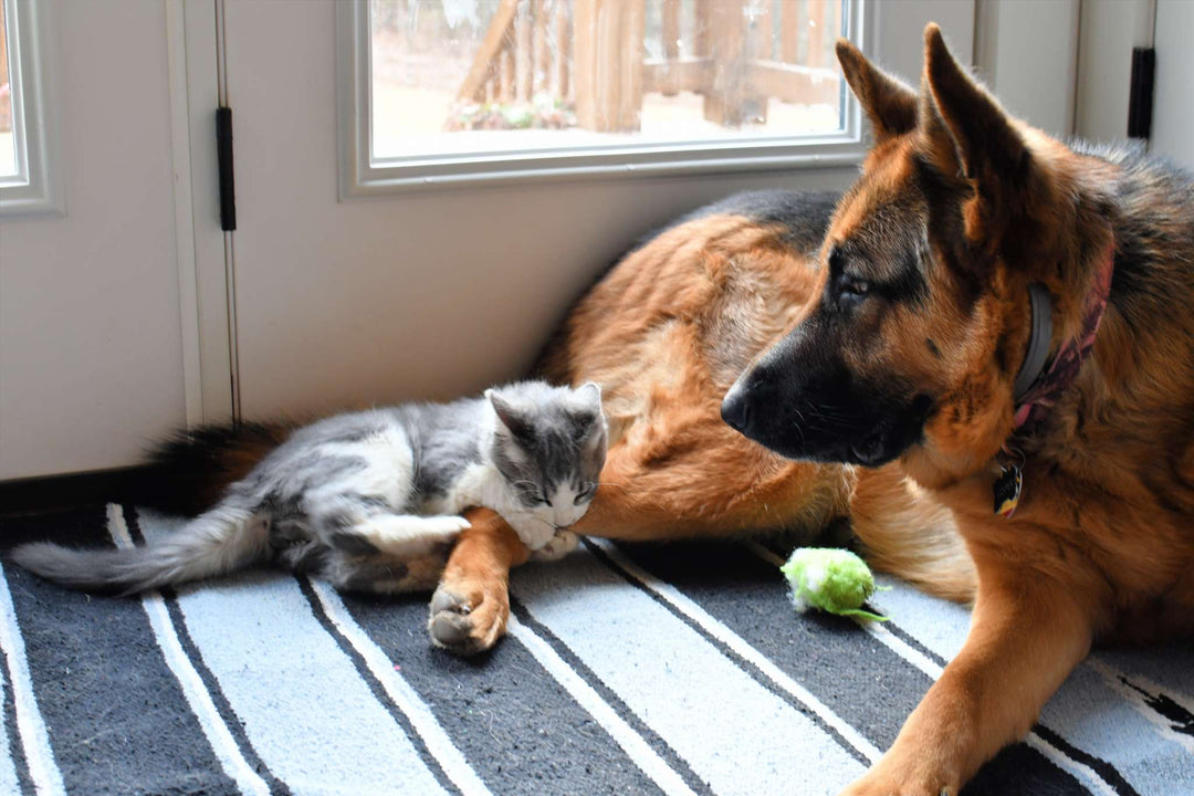 Does My Cat Need a Canine Companion? - Happy Little Kitty