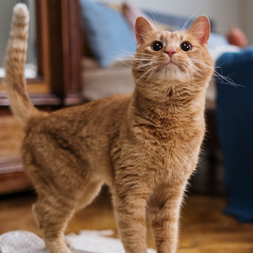 Does Your Cat Recognize Its Name? Unravelling the Mystery Behind Feline Recognition - Happy Little Kitty