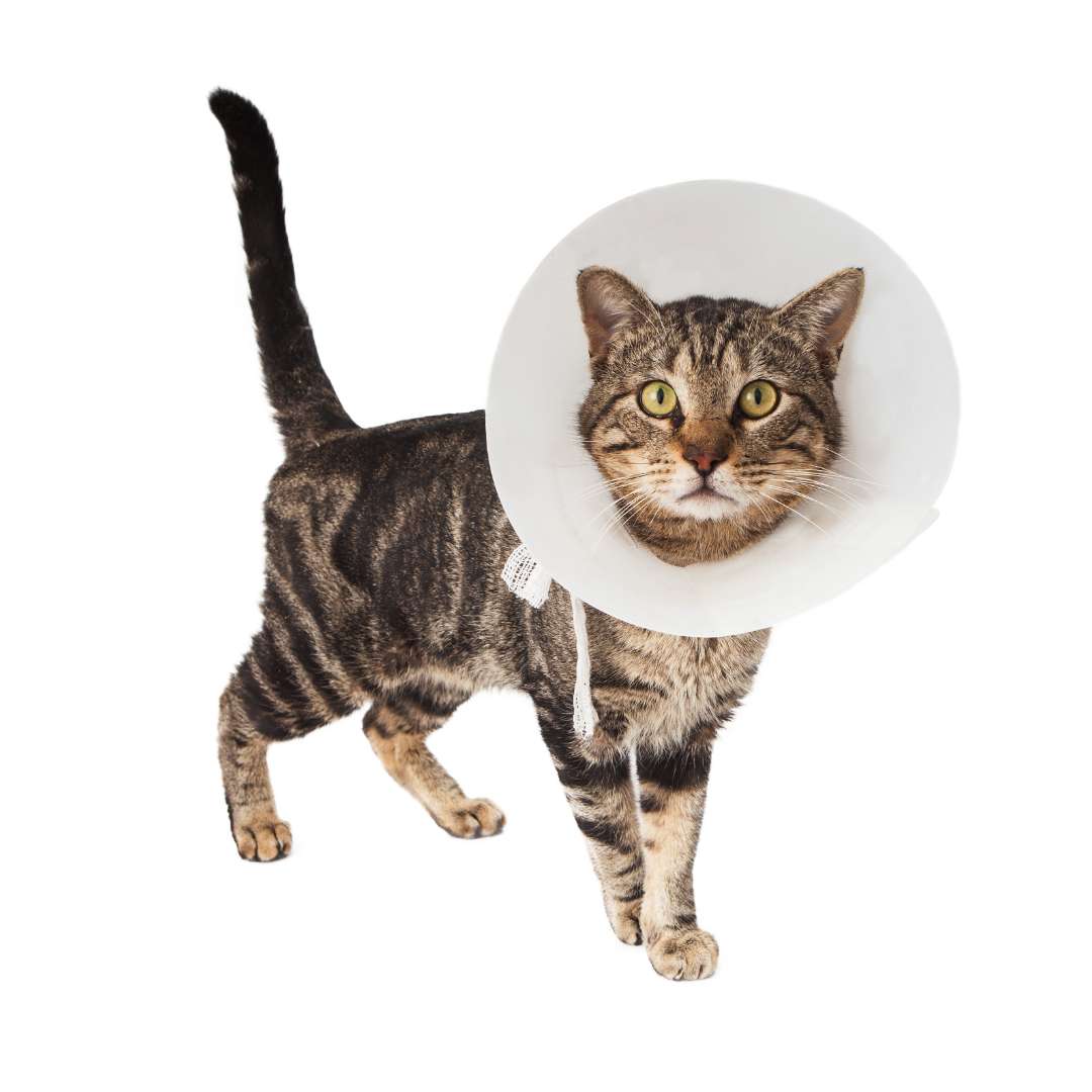 Everything You Need to Know About Cat Surgery - Happy Little Kitty