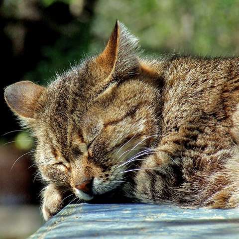 Exploring the Mysteries of Cat Naps - Happy Little Kitty