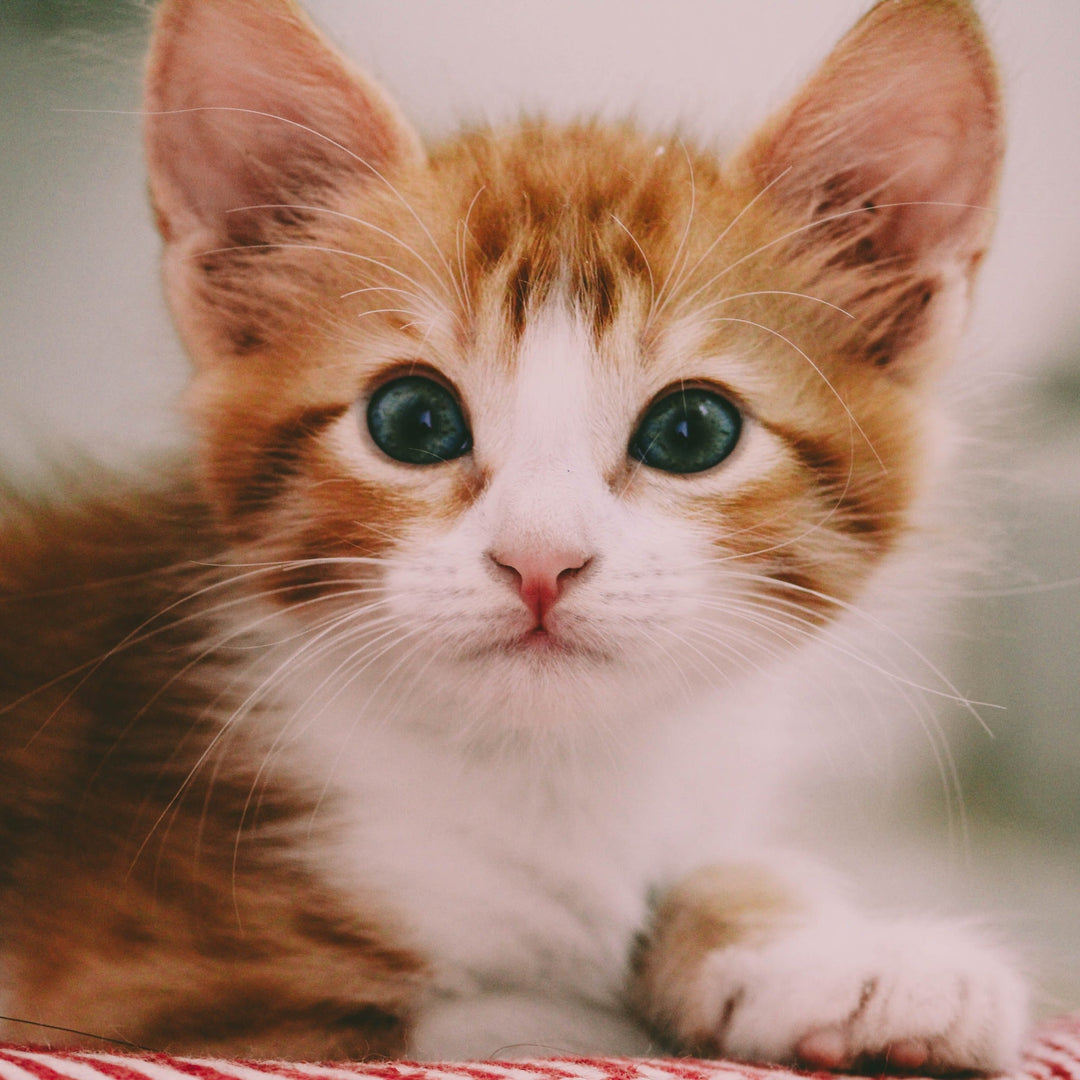 Five Fascinating Facts About Cats - Happy Little Kitty