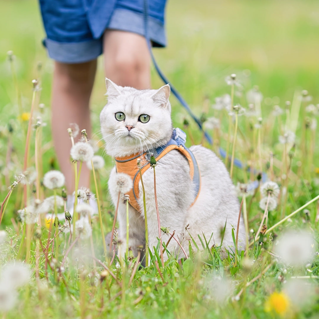 Five Myths About Cats That You Shouldn't Believe! - Happy Little Kitty