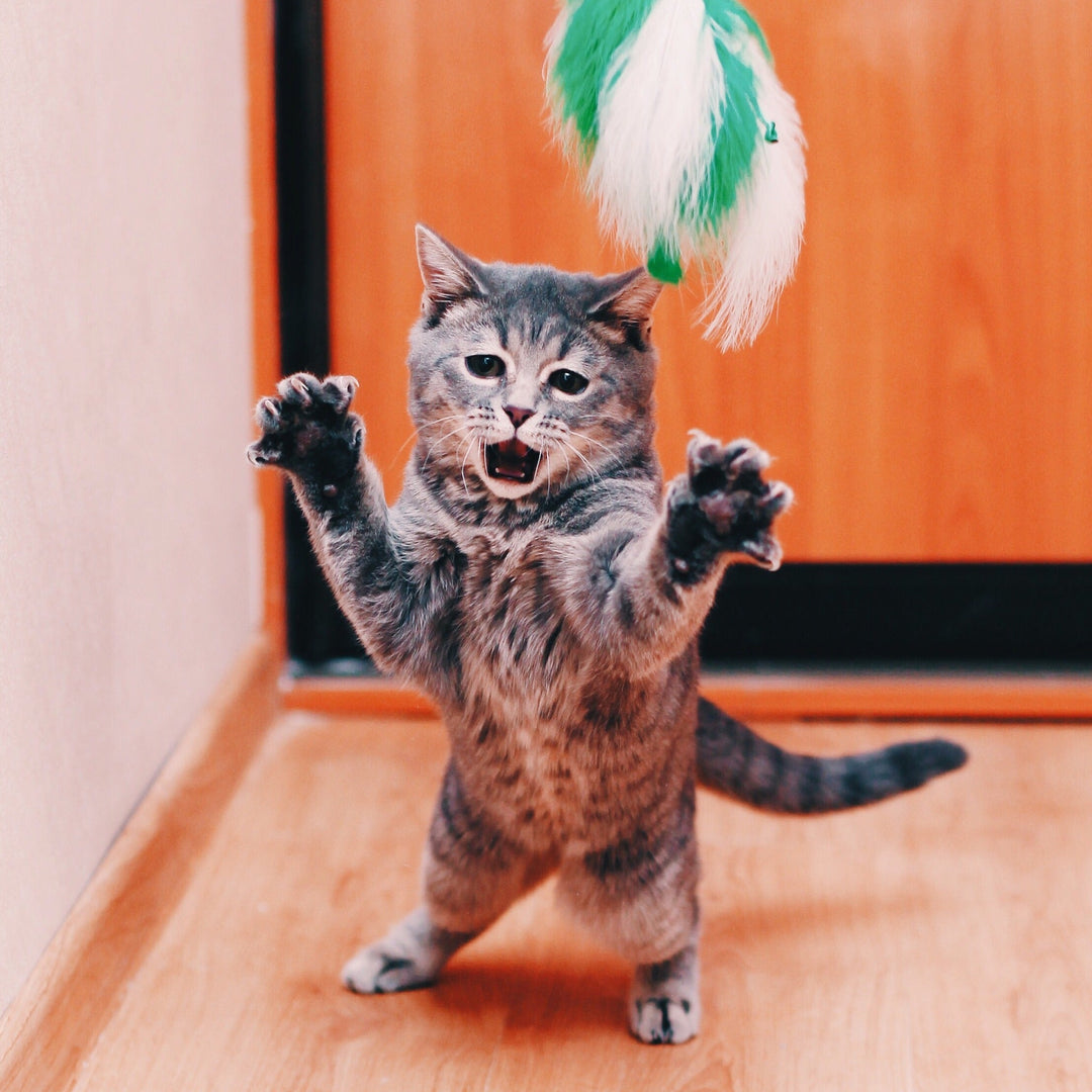 Fun and Interactive Toys for Your Cat - Happy Little Kitty