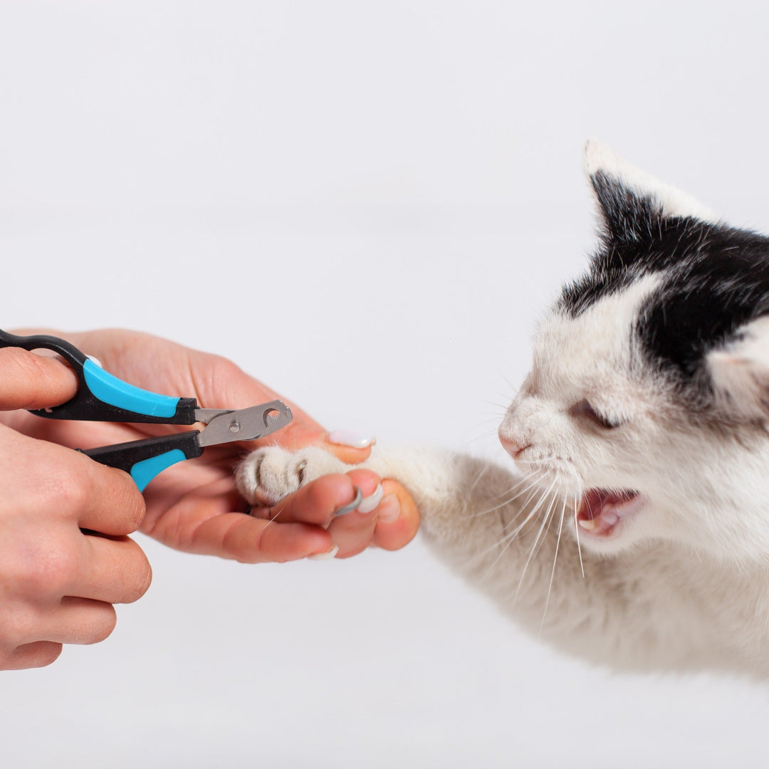 Get Ready to Trim Those Claws! A Step-by-Step Guide - Happy Little Kitty