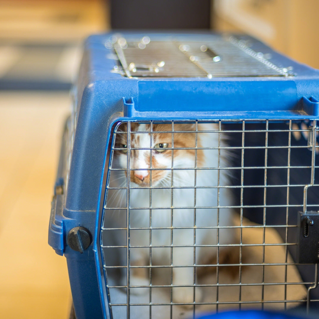 Getting Your Cat Used to His Carrier: Tips and Tricks - Happy Little Kitty