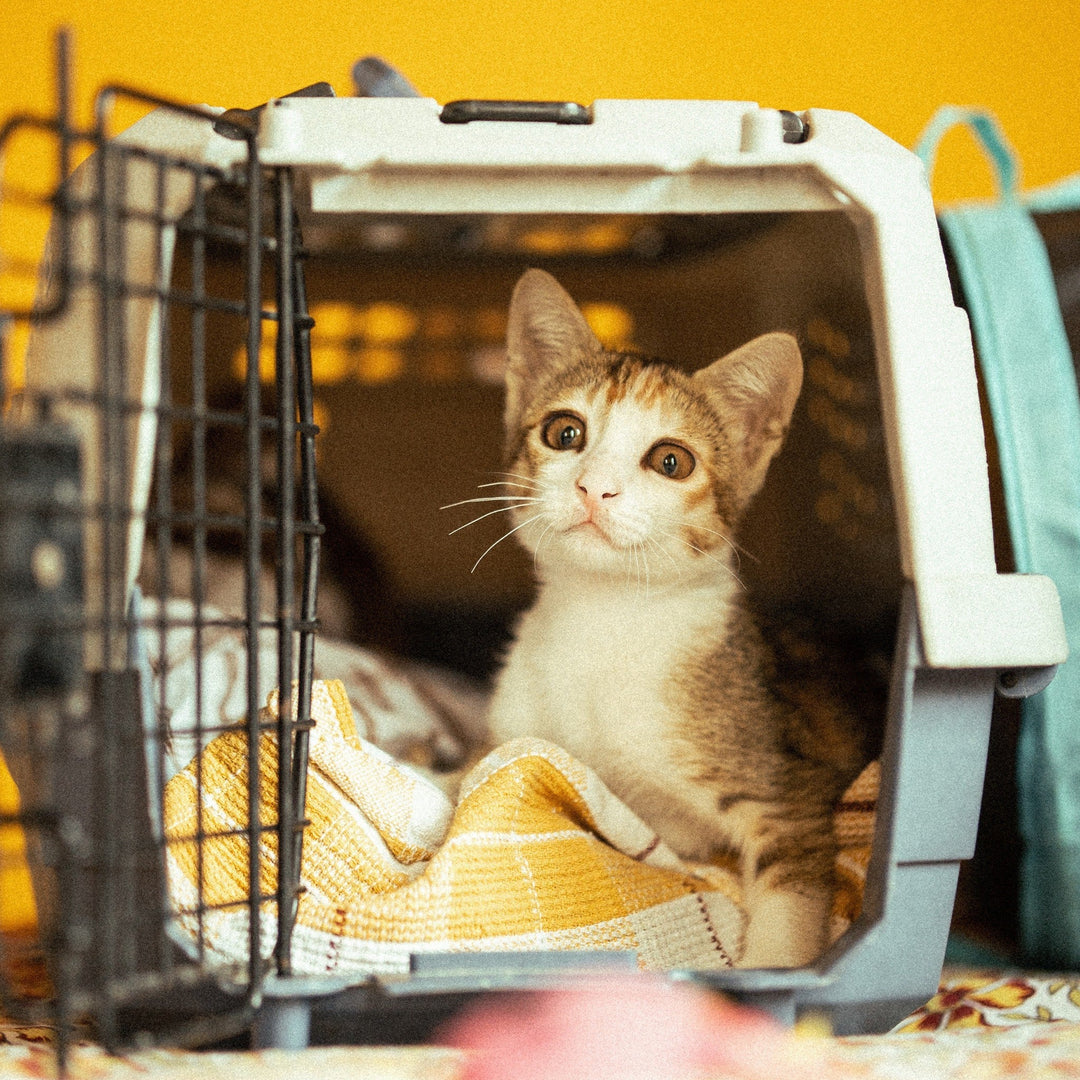 Getting Your Cat Used to the Carrier: The Proven Steps - Happy Little Kitty