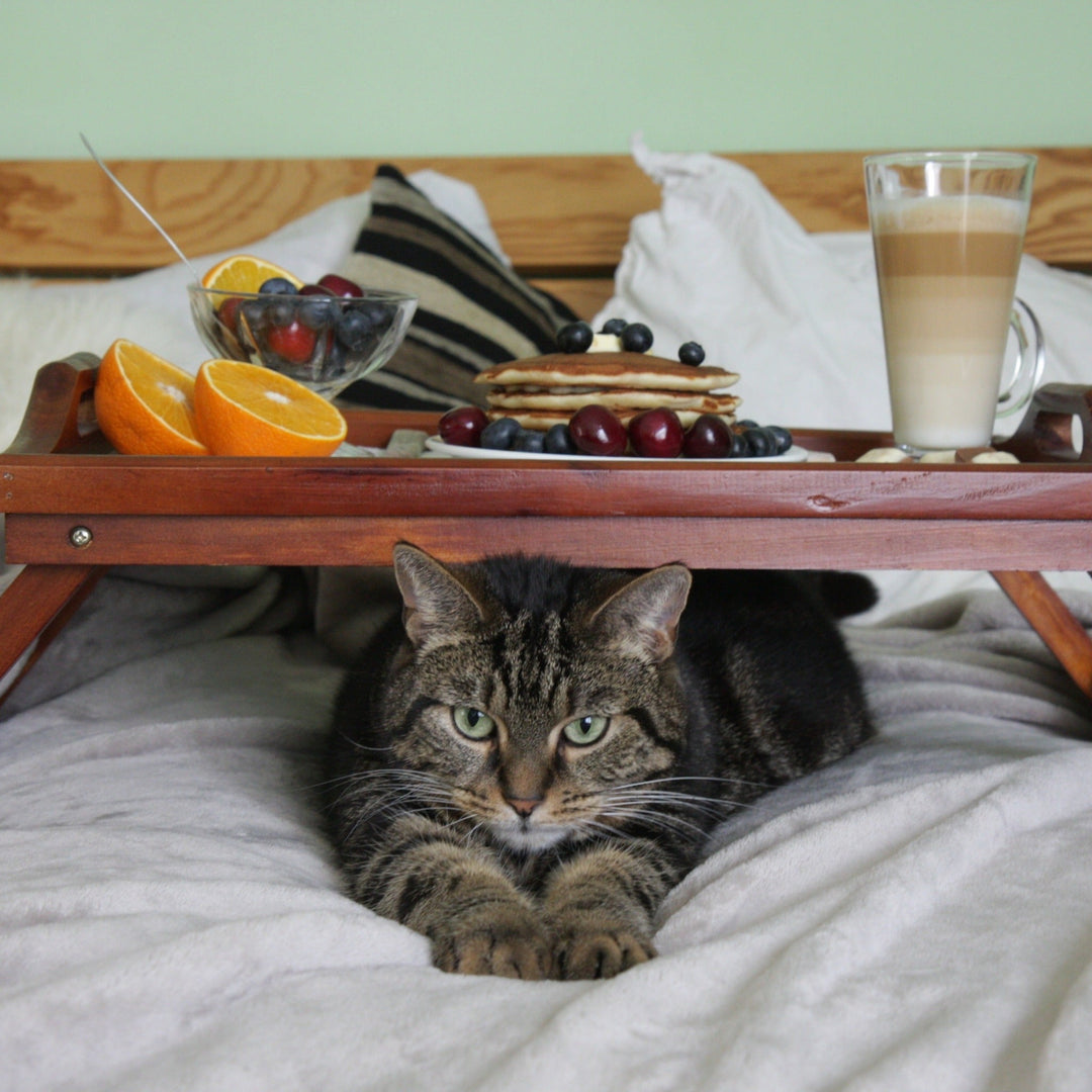 Homemade Cat Treats: Fun and Easy Recipes Your Kitty Will Love! - Happy Little Kitty