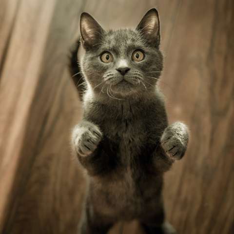 How Big Do Adult Cats Get? - Happy Little Kitty