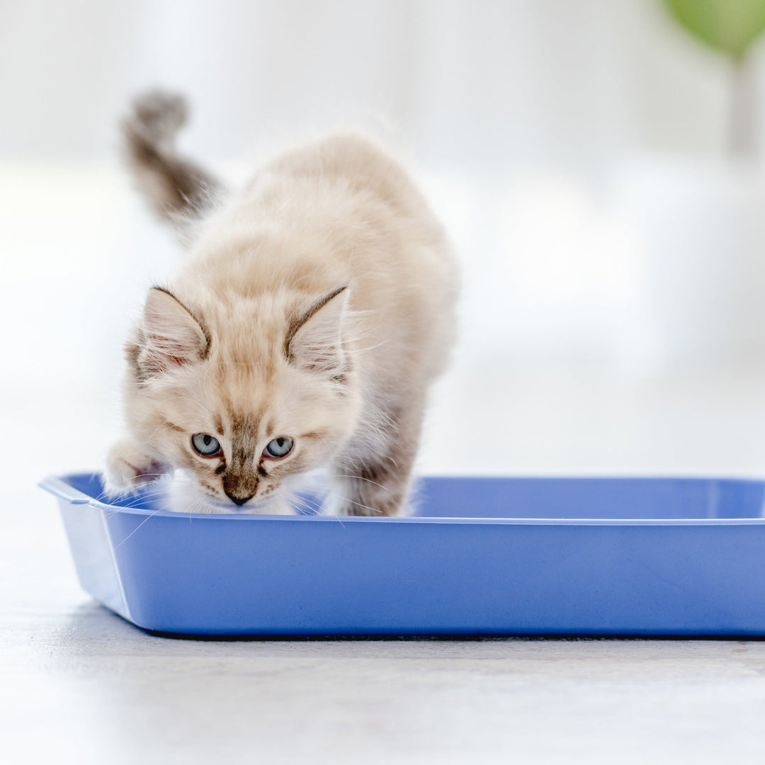 How Many Cat Litter Boxes Do You Need? - Happy Little Kitty