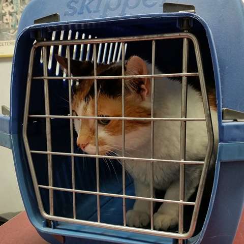How to Choose the Right Cat Carrier for You and Your Feline Friend - Happy Little Kitty