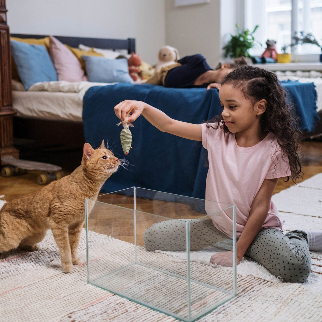 How to Choose the Right Cat Sitter for Your Furry Friends - Happy Little Kitty