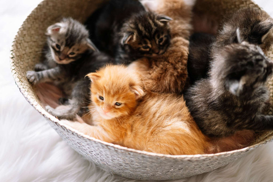 How to Decide Whether To Have More Than One Cat - Happy Little Kitty