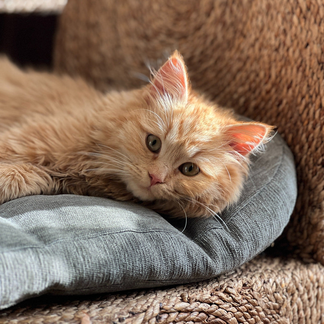 How to Find the Purr-fect Bed for Your Feline Friend - Happy Little Kitty
