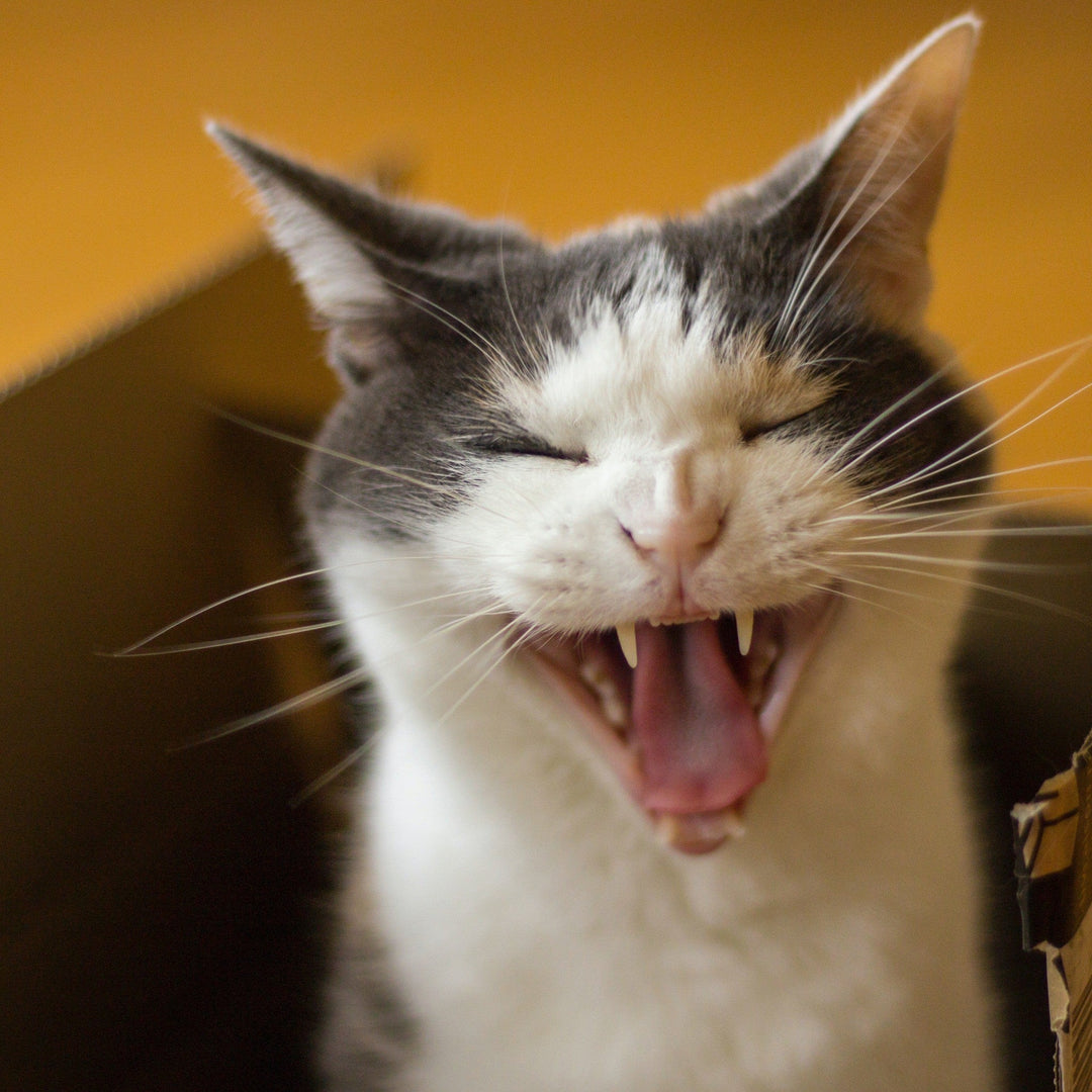 How to Give Your Cat a Pearly White Smile - Happy Little Kitty