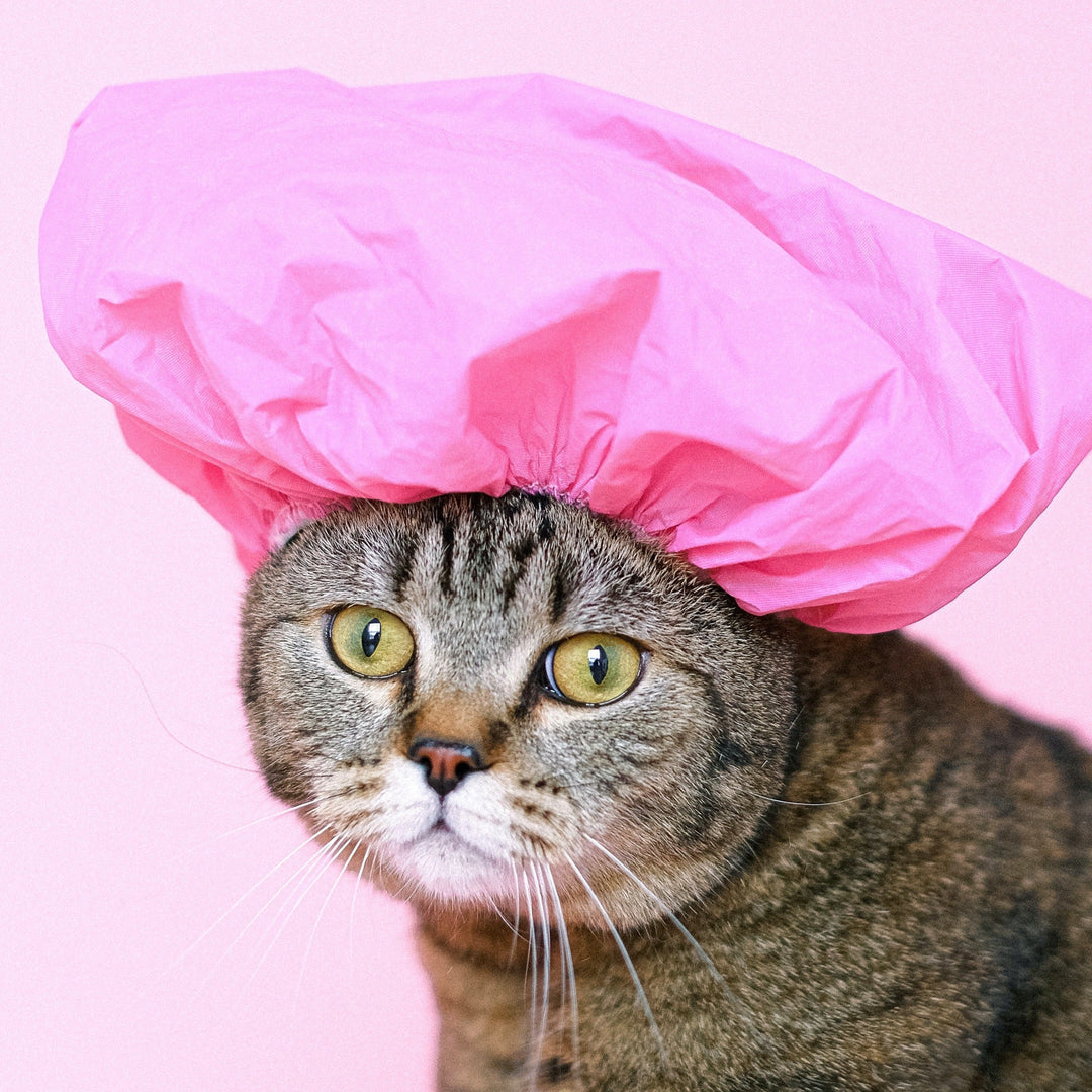How to Give Your Cat the Purr-fect Bath - Happy Little Kitty