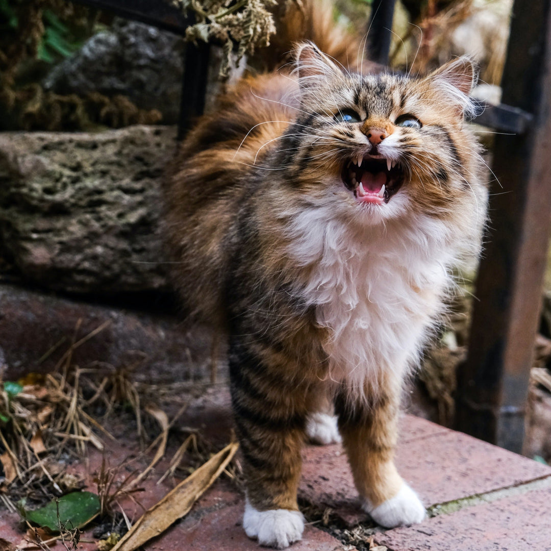 How to Handle Aggression in Cats - Happy Little Kitty