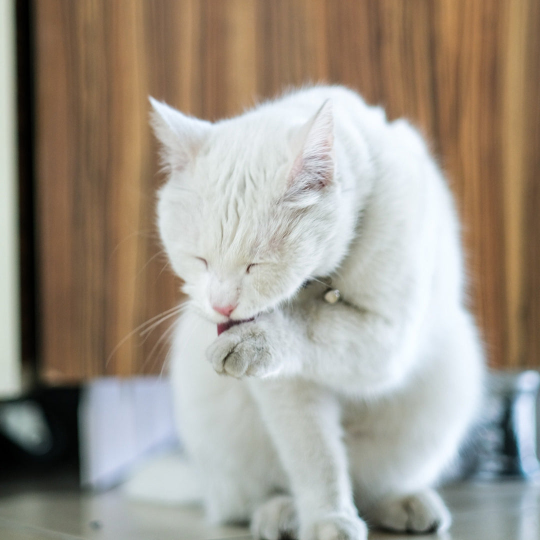 How to Handle Your Cat's Hairballs - Happy Little Kitty