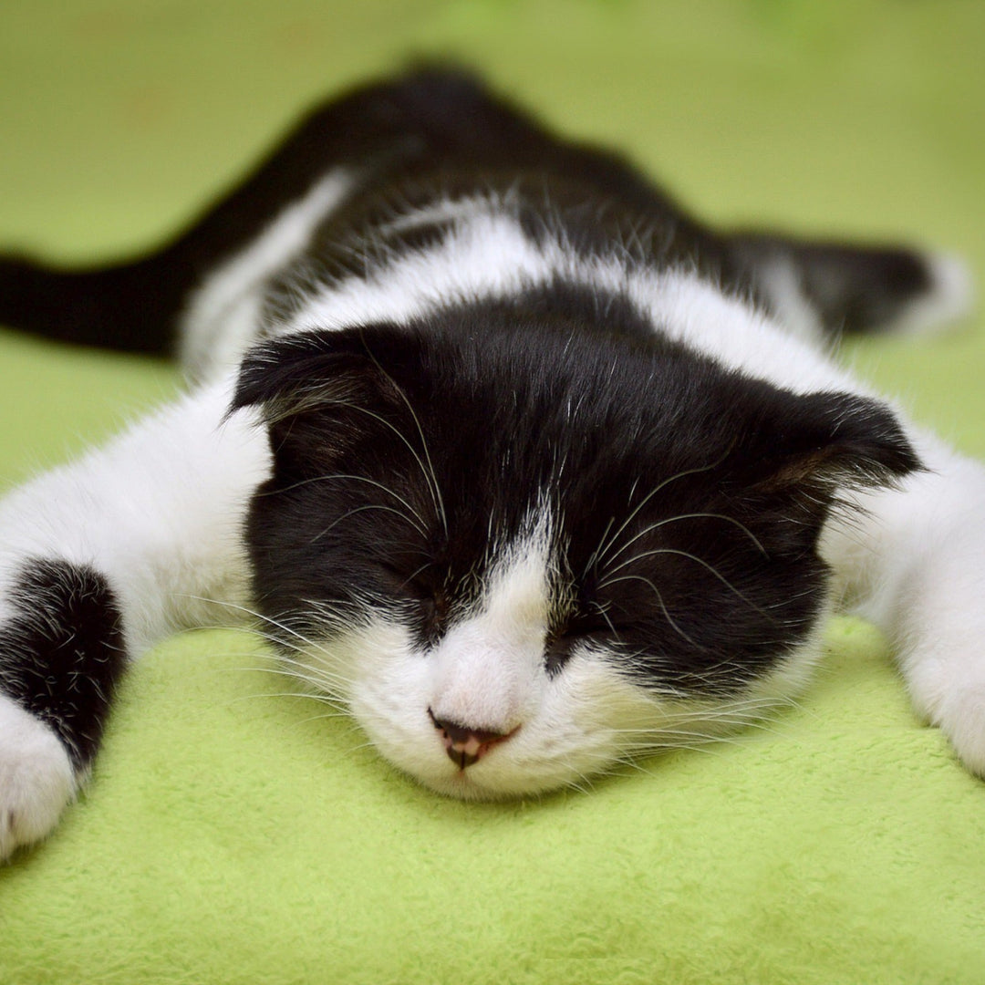 How to Keep Your Cat Calm When They’re Stressed - Happy Little Kitty