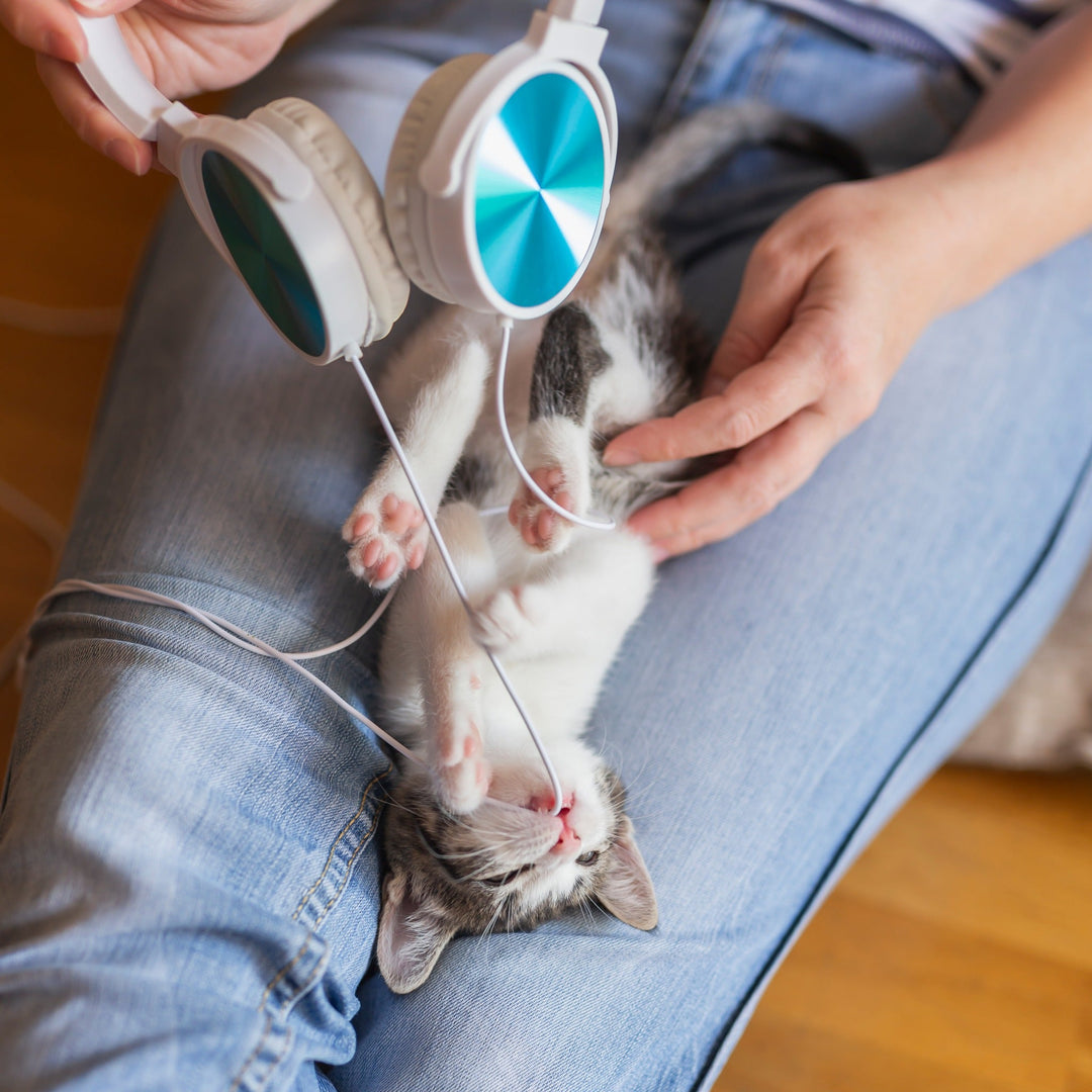 How to Keep Your Cat from Chewing it All Up - Happy Little Kitty