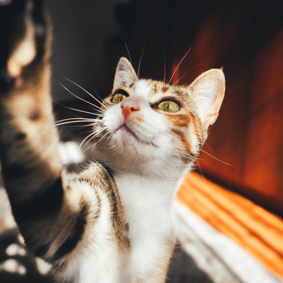 How to Keep Your Cat from Scratching the Furniture - Happy Little Kitty