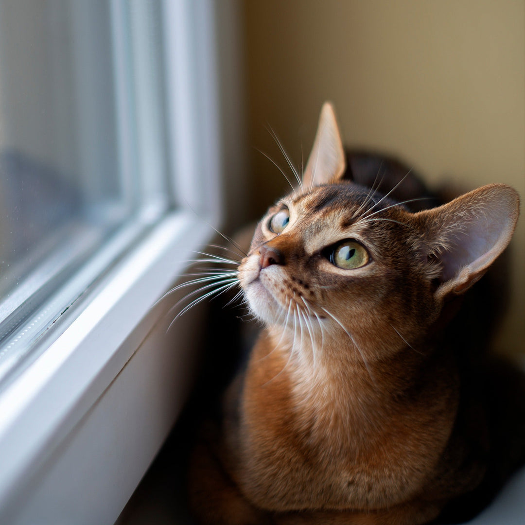 How to Keep Your Cat Happy and Healthy Indoors - Happy Little Kitty