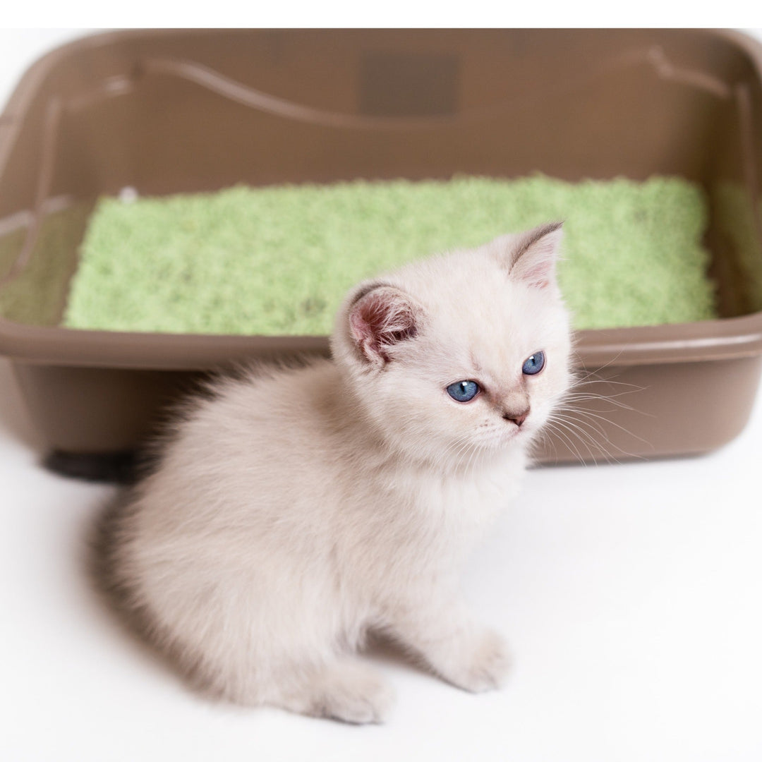 How to Keep Your Cat's Litterbox Smelling Fresh - Happy Little Kitty