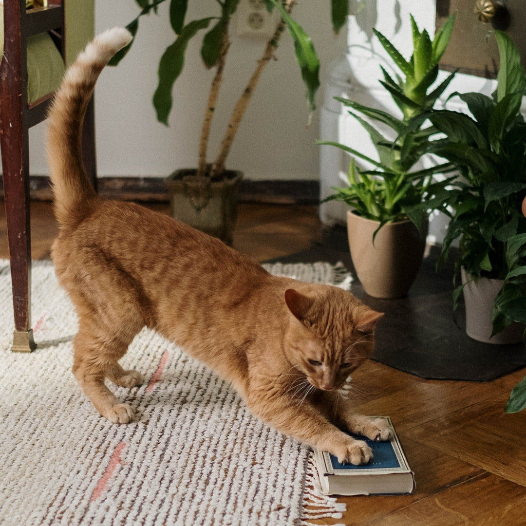 How to Keep Your Furniture Safe From Kitty Claws - Happy Little Kitty