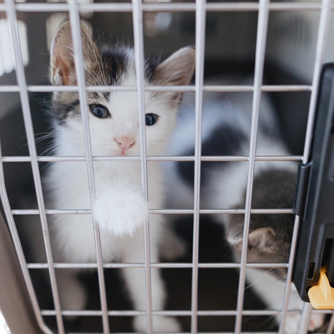 How to Pick the Perfect Cat Carrier for Your Furry Friend - Happy Little Kitty