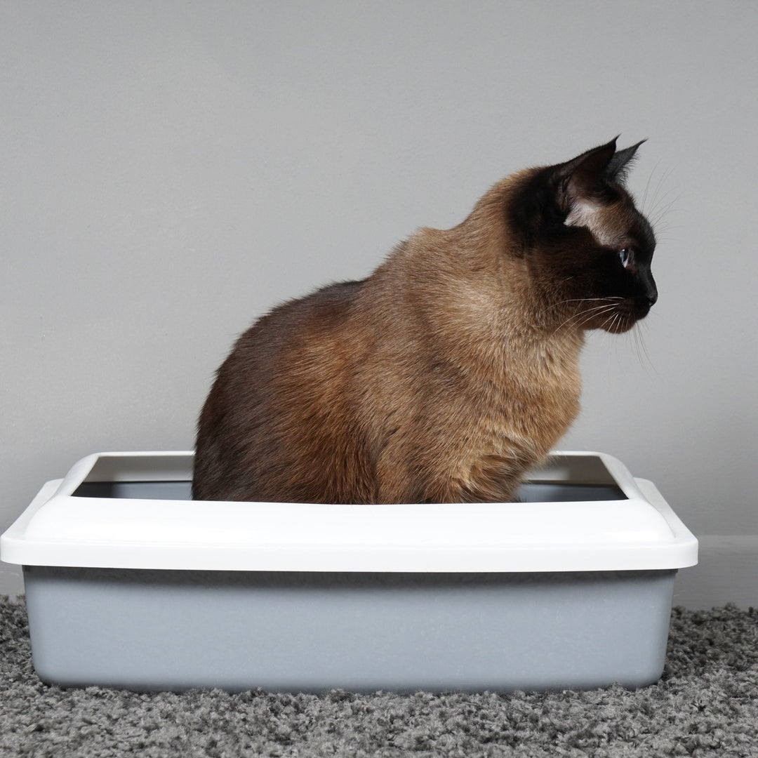 How to Pick the Right Cat Litter - Happy Little Kitty