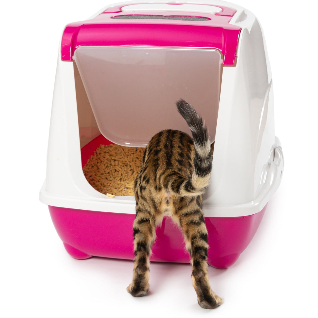 How to Solve Common Litterbox Issues - Happy Little Kitty