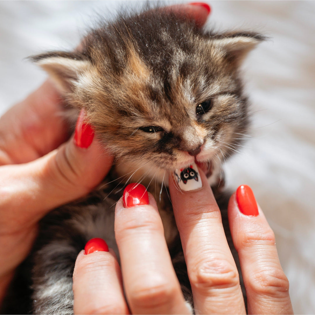 How to Stop a Cat from Biting - Happy Little Kitty