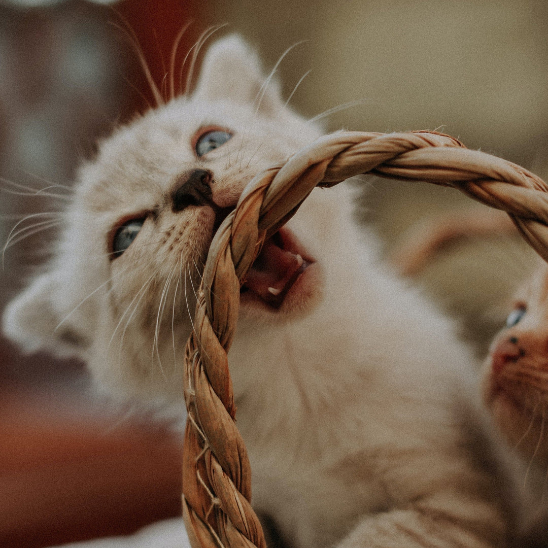 How to Stop Your Cat from Biting - Happy Little Kitty