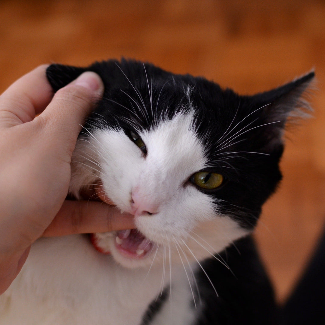 How to Stop Your Cat from Chewing on Things They're Not Supposed To - Happy Little Kitty